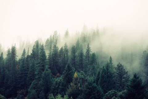 Weather, fauna and flora