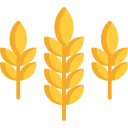 Obilniny